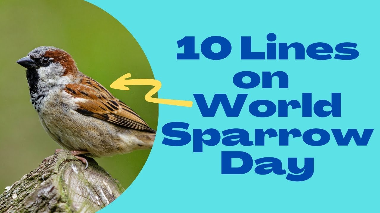 20th March 2024 World Sparrow Day HD Photos